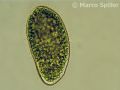 Paramecium bursaria